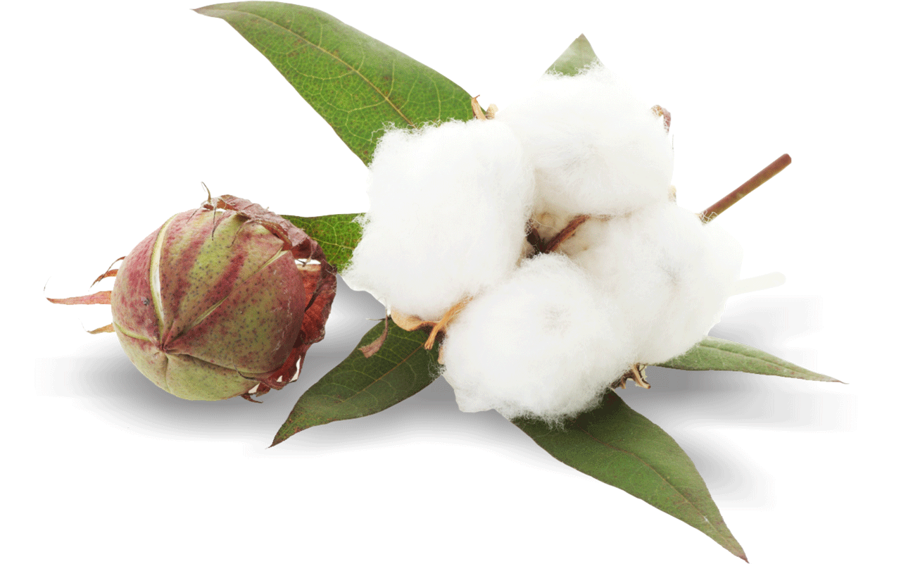 Cotton