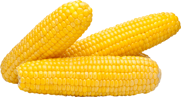 Maize